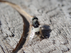 Nemotelus pantherinus