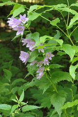 Campanula trachelium