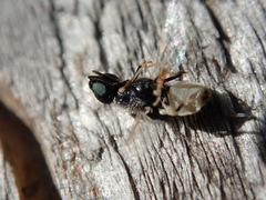 Nemotelus pantherinus