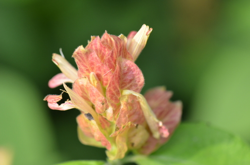Justicia brandegeeana
