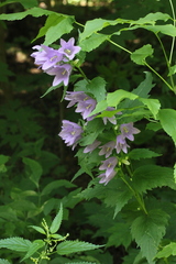 Campanula trachelium