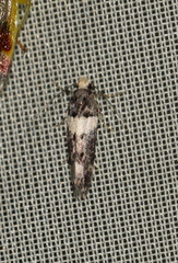 Recurvaria leucatella