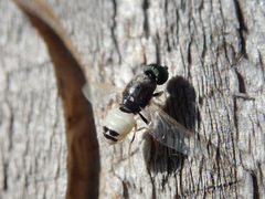 Nemotelus pantherinus