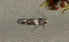 Recurvaria leucatella