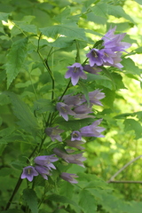 Campanula trachelium