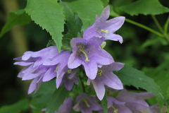 Campanula trachelium