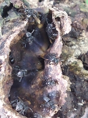 Trigona nigerrima