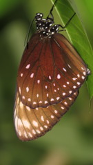 Euploea phaenareta