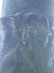 Cicada orni