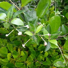 Ajugoideae