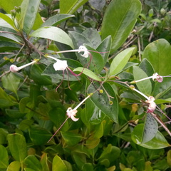 Ajugoideae