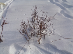 Aronia mitschurinii
