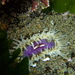 Giant Shore Anemone - Photo (c) Javier, some rights reserved (CC BY), uploaded by Javier