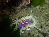 Giant Shore Anemone - Photo (c) Javier, some rights reserved (CC BY), uploaded by Javier