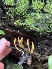 Ophiocordyceps melolonthae