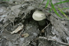 Leccinum percandidum