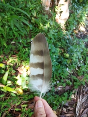 Spilornis cheela