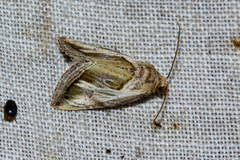 Deltote cumalinea