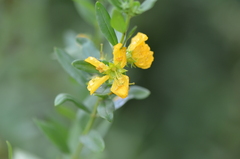 Heimia salicifolia