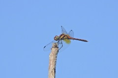 Sympetrum speciosum