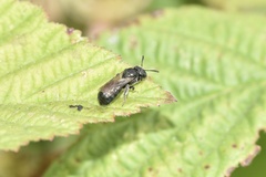 Ceratina cyanea