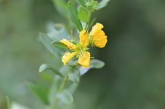 Heimia salicifolia