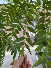 Gleditsia triacanthos