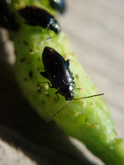 Phyllotreta atra
