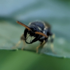 Hylaeus punctatus