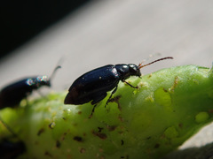 Phyllotreta atra