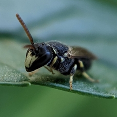 Hylaeus punctatus