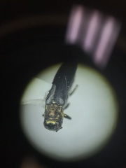 Agrilus fulgens