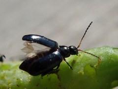 Phyllotreta atra