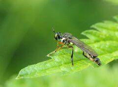 Dioctria hyalipennis