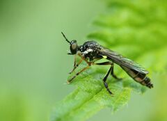 Dioctria hyalipennis