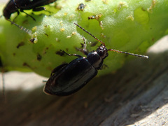 Phyllotreta atra