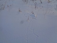 Glaucidium passerinum