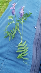 Vicia cracca cracca