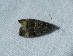Endothenia marginana