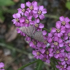 Eupithecia pygmaeata