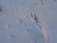 Glaucidium passerinum