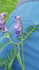 Vicia cracca cracca