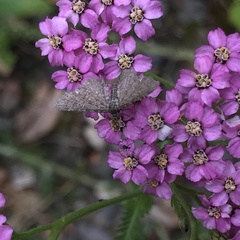 Eupithecia pygmaeata