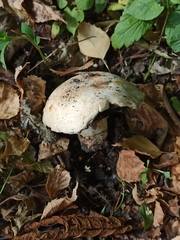 Agaricales