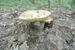 Leccinum percandidum