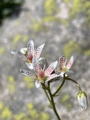 Micranthes stellaris