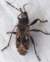 Sphragisticus nebulosus