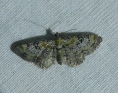 Eupithecia linariata
