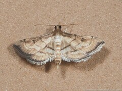 Marasmia cochrusalis