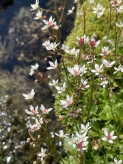 Micranthes stellaris